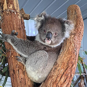 Koala Citizen Science