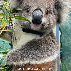 Ballarat Koala Research Project