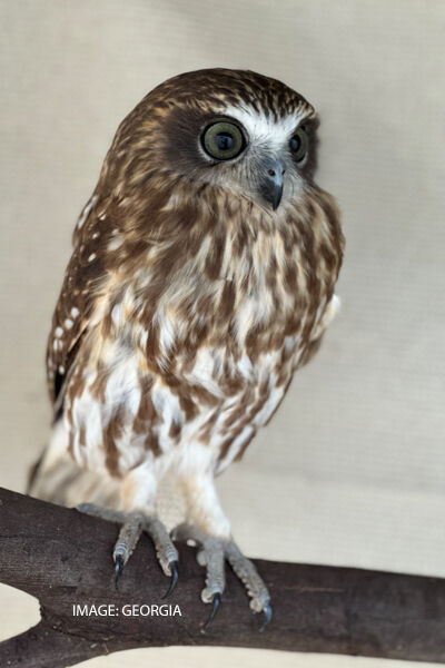 Owl Georgia