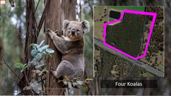 Save Gordon Koalas - BWRAC