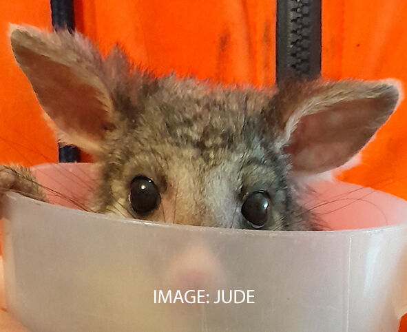 Jude Brushtail Possum