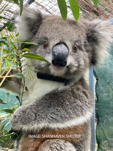 Koala Catherine wearing a radio tracking collar