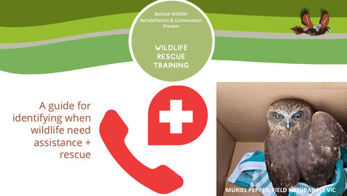 Basic Wildlife Rescue Training Ballarat Basic Wildlife Rescue Training Ballarat