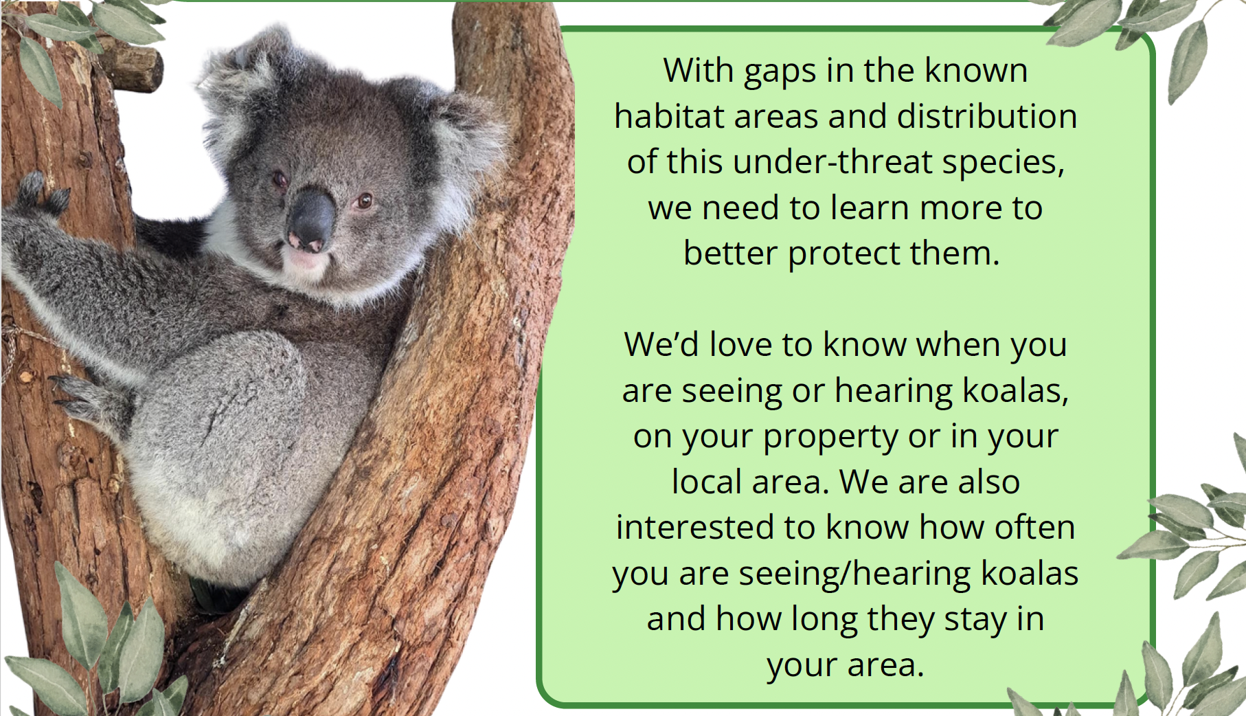 Citizen Science Project - Koala Mapping Citizen Science Project - Koala Mapping