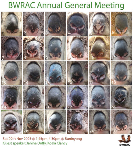 Janine Duffy Koala Clancy Nose Patterns Janine Duffy Koala Clancy Nose Patterns