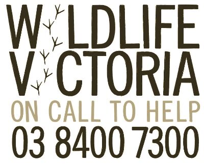 Wildlife Victoria Ballarat Wildlife Rehabilitation Ballarat Wildlife Rehabilitation + Conservation