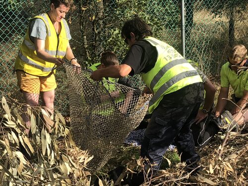 Become a volunteer - Ballarat Wildlife Rehabilitation + Conservation