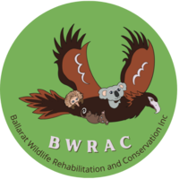 Ballarat Wildlife Rehabilitation + Conservation