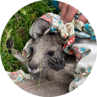 Ballarat Wildlife Rehabilitation + Conservation