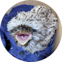 Ballarat Wildlife Rehabilitation + Conservation