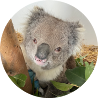 Ballarat Wildlife Rehabilitation + Conservation