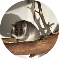 Ballarat Wildlife Rehabilitation + Conservation