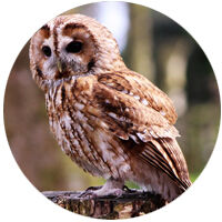 Boobook Owl