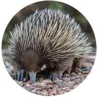 Echidna