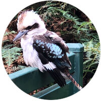 Kookaburra