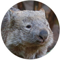 Wombat