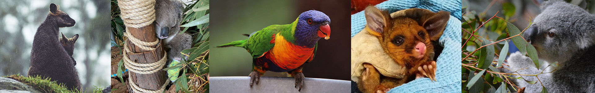 Donate - Ballarat Wildlife Rehabilitation + Conser Donate - Ballarat Wildlife Rehabilitation + Conservation