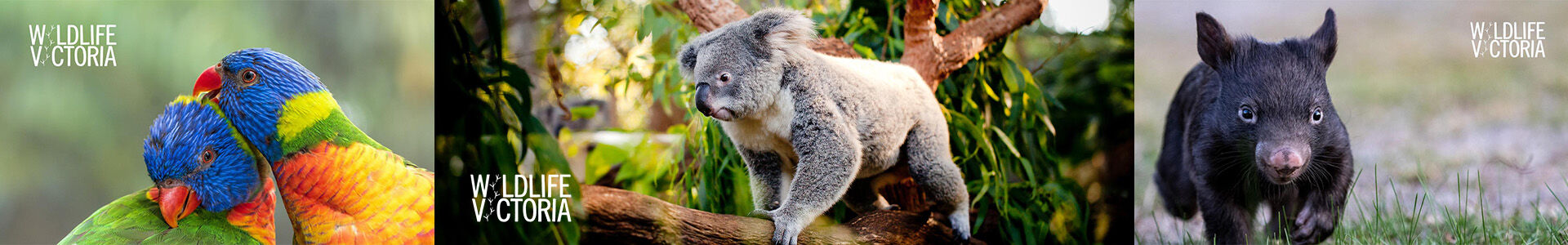 Help For Wildlife - Ballarat Wildlife Rehabilitati Help For Wildlife - Ballarat Wildlife Rehabilitation + Conservation