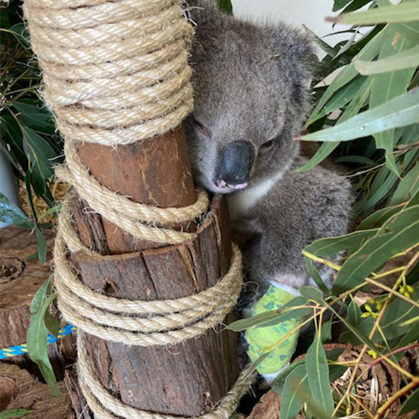 Ballarat Wildlife Rehabilitation + Conservation