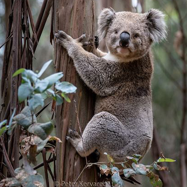 Ballarat Wildlife Rehabilitation + Conservation