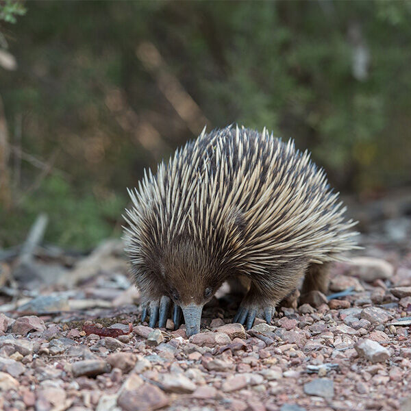 Ballarat Wildlife Rehabilitation + Conservation