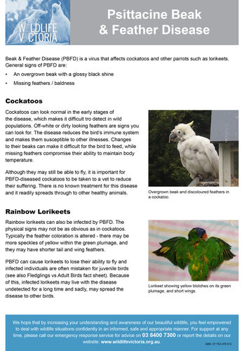 Beak + Feather Disease