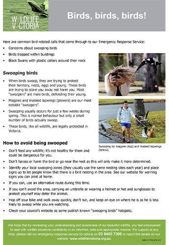 Download - Birds