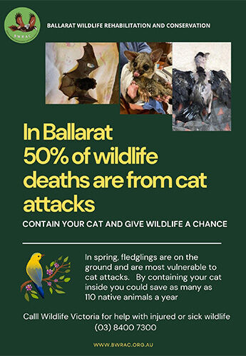 Download - Cat attacks