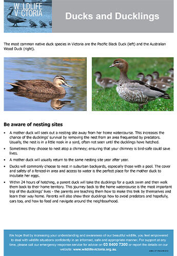 Download - Ducks + Ducklings