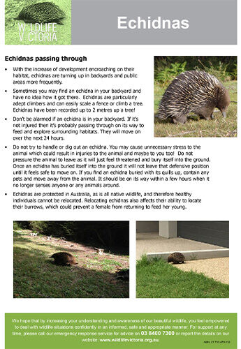 Download - Echidnas