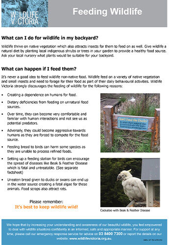 Download - Feeding Wildlife