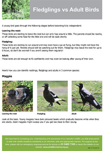Download - Fledglings vs Adult Birds