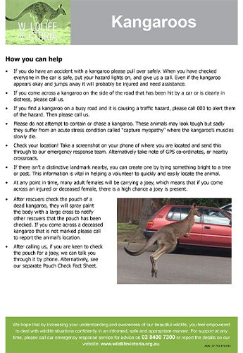 Download - Kangaroos