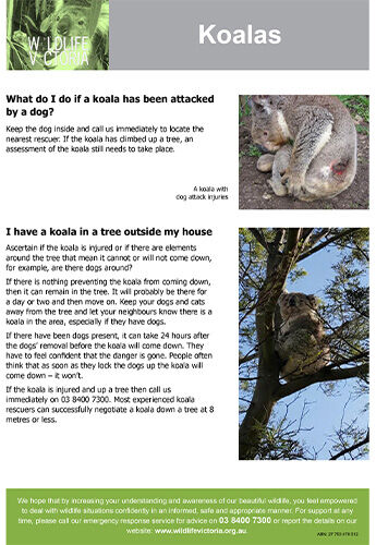 Download - Koalas