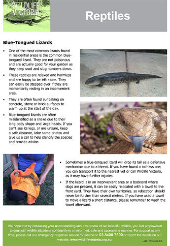 Download - Reptiles