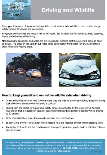 Download - Safe Driving Around Wildlife