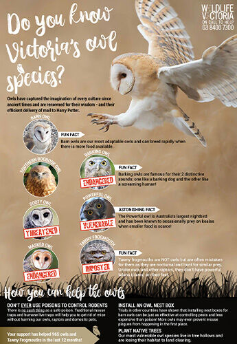 Download - Victorian-owls