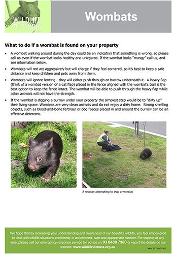 Download - Wombats