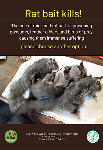 Downolad - BWRAC Rat bait kills