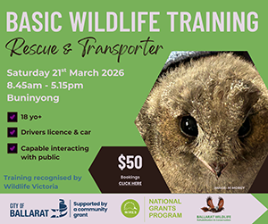 Basic Wildlife Rescue + Training