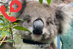 Koala Rescue Training
