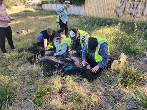 Kangaroo Rescue Ballarat Kangaroo Rescue Ballarat