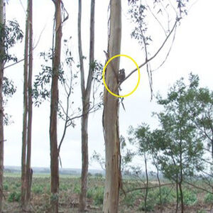 Koalas in bluegum plantations