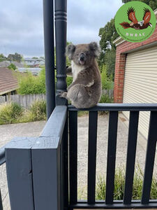 Koala Bridget