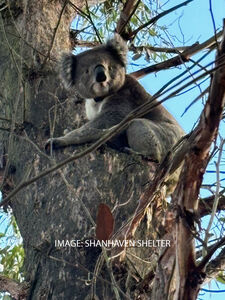Koala Edward