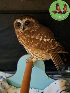 Hootie Patootie's return to the wild