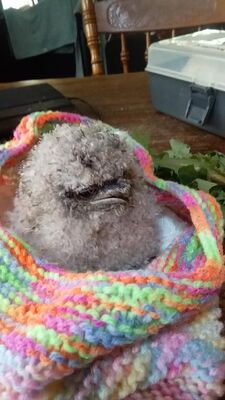 Ballarat Wildlife Rehabilitation and Conservation Inc