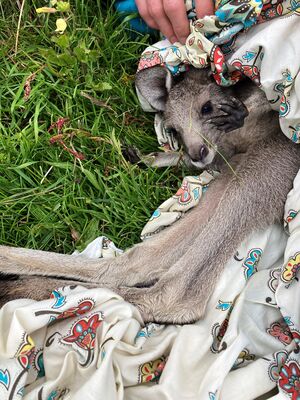 Ballarat Wildlife Rehabilitation and Conservation Inc