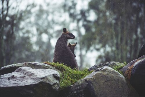 Ballarat Wildlife Rehabilitation and Conservation Inc