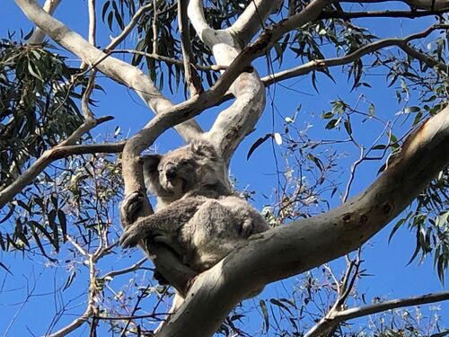 Ballarat Wildlife Rehabilitation and Conservation Inc